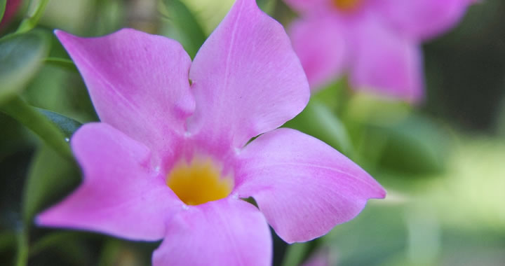 mandevilla_juni_2