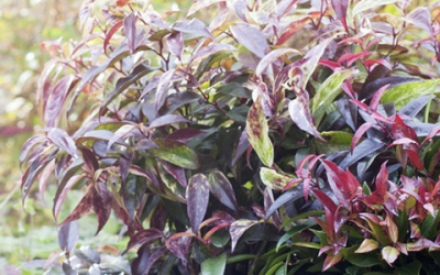 Tuinplant van de Maand oktober: Leucothoe