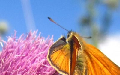 Vlinders verleiden met nectarplanten