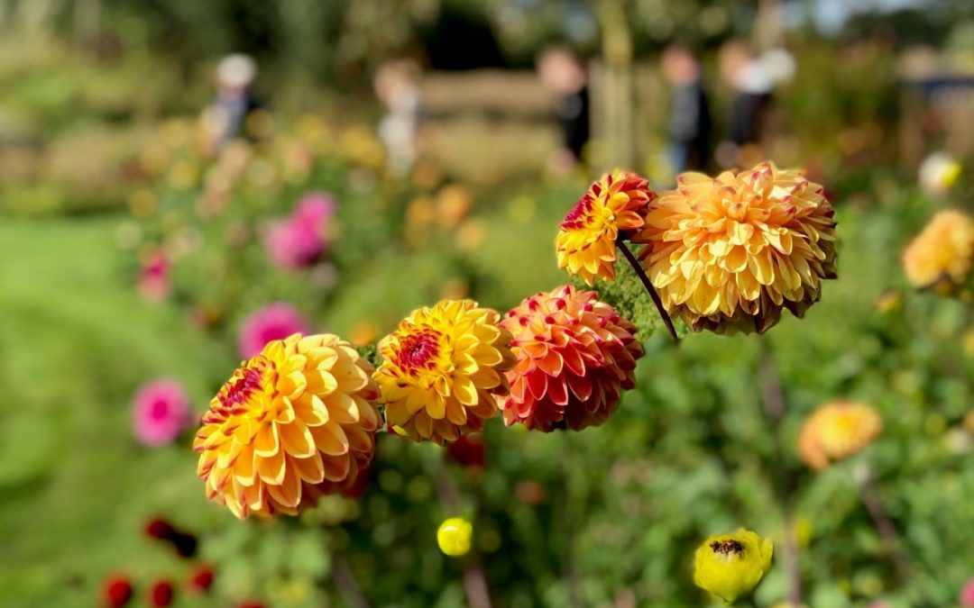 Suggesties voor zomerbloembollen