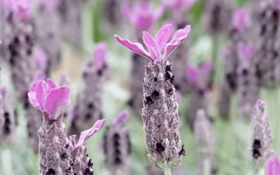 Lavendel laat je tuin leven