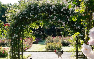 Rozen: Sieraden voor je tuin