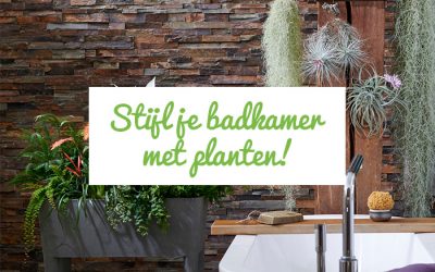 Badkamerplanten: Woonplanten van de maand mei
