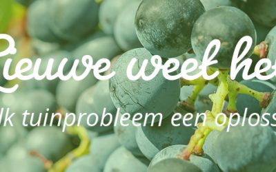 Bladeren van de druivenplant zijn aangetast – Lieuwe weet het