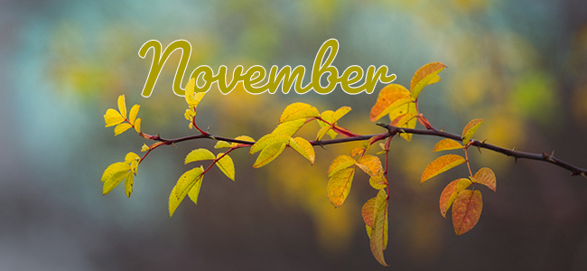 November: tuinonderhoud