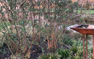 Blog: In de tuin van Jelle: Creëren van een vlinderparadijs