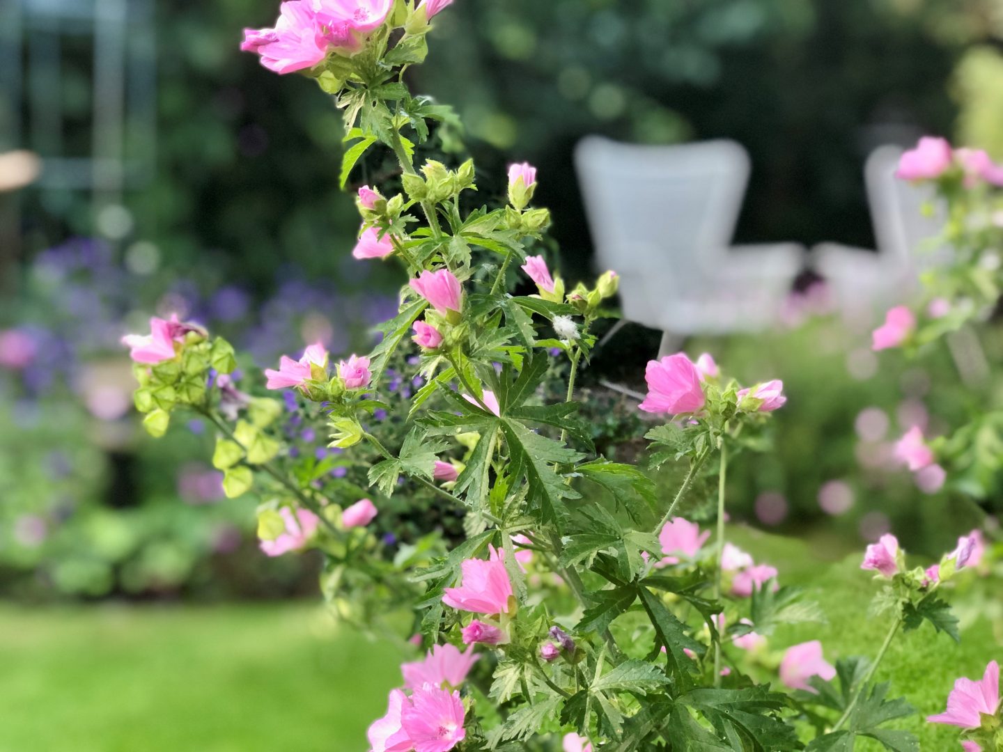 bloem malva eind juli beginaug