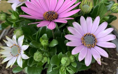 Advies van Lieuwe: Een tuin vol bloemen