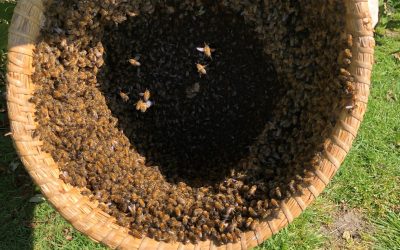Blog: In de tuin van Jelle: Bijen in de tuin