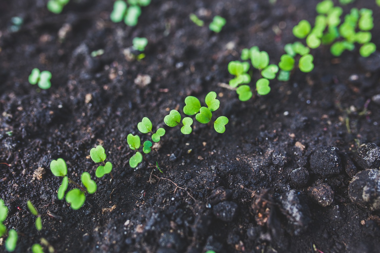 arugula-762557_1280