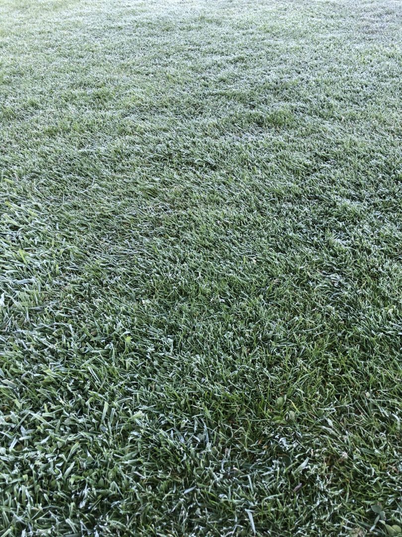 bevroren gras