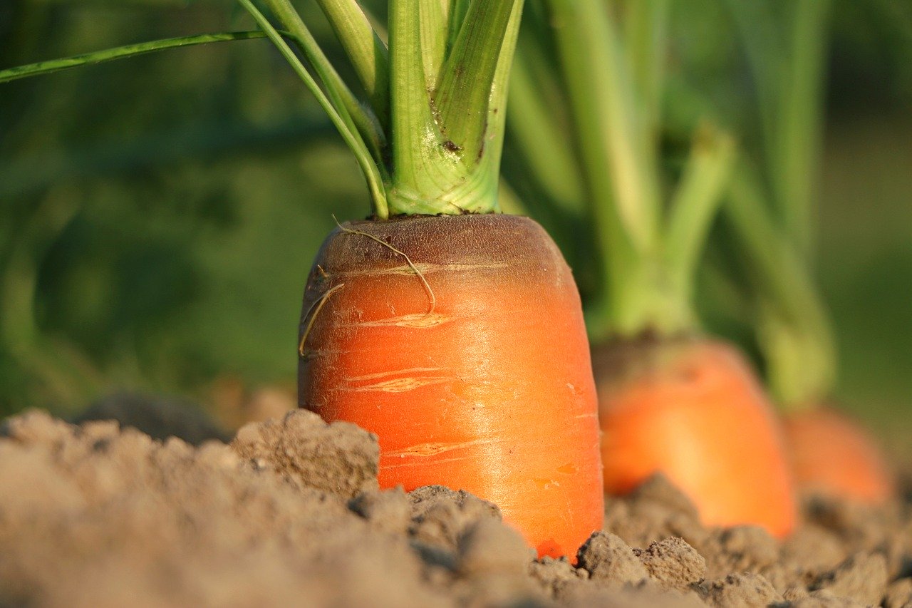 carrot-1565597_1280