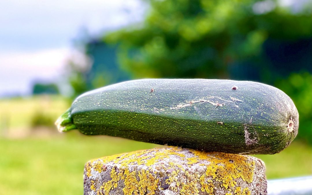 Makkelijke moestuin