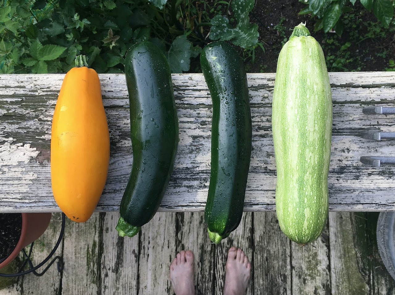 zucchini-2611507_1280