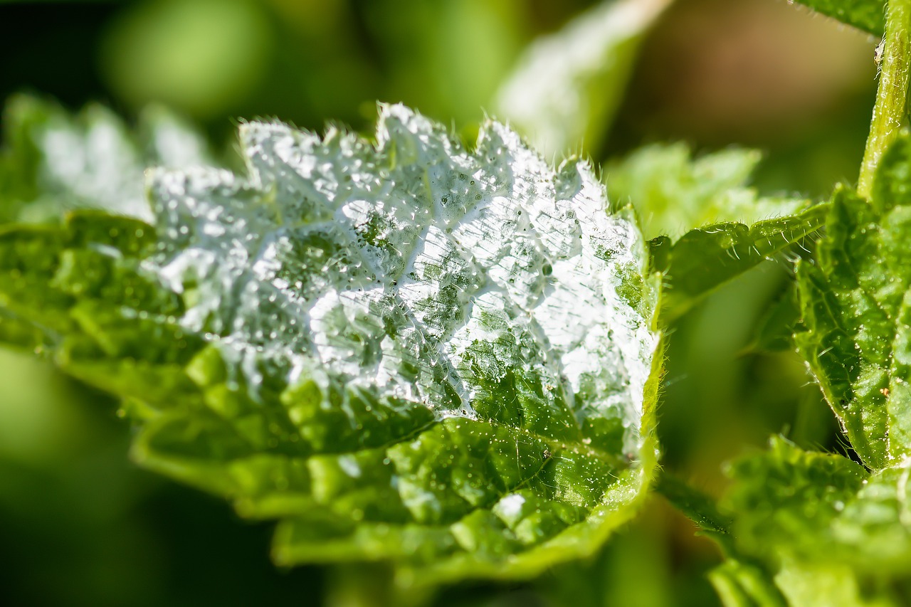 mildew-5251894_1280