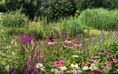 Blog: In de tuin van Jelle: Bijen en Vlinders