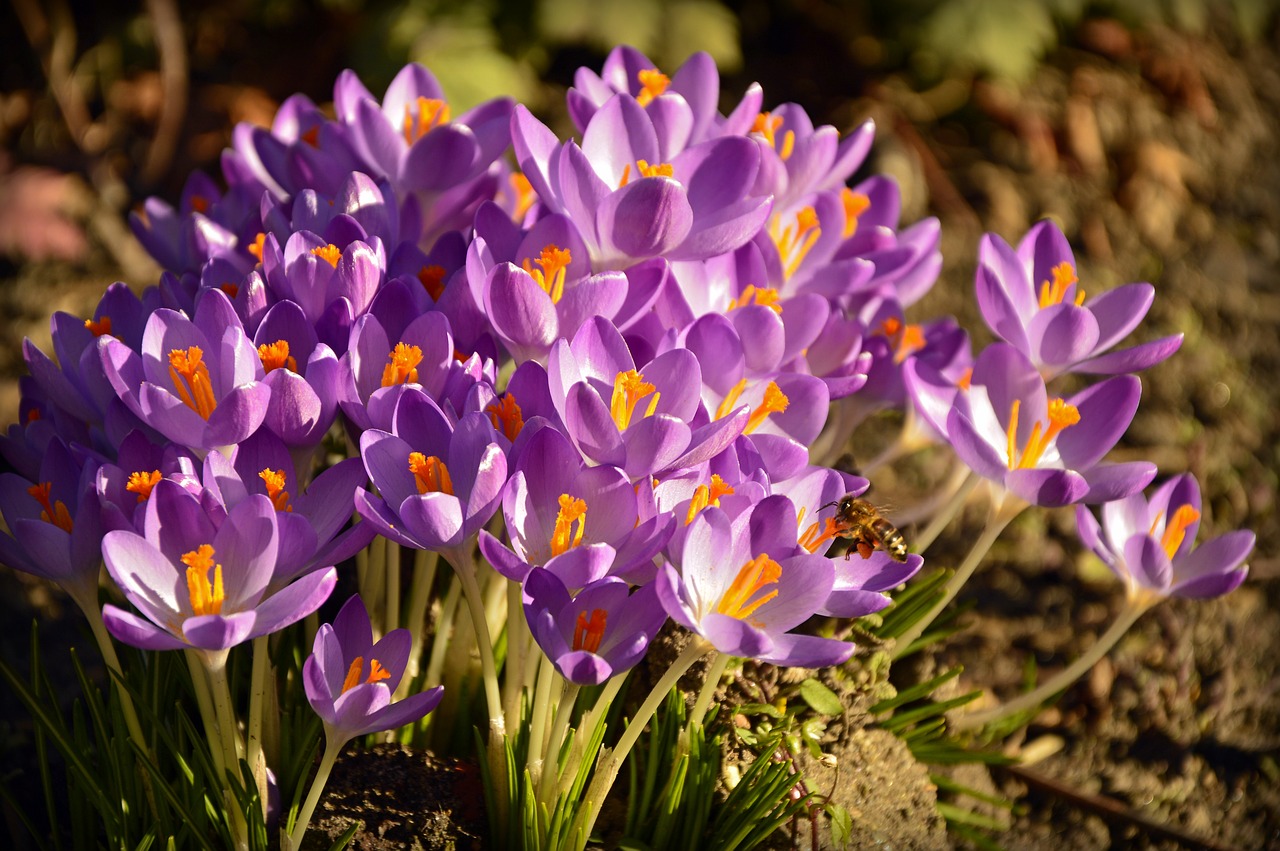 crocus-4027504_1280