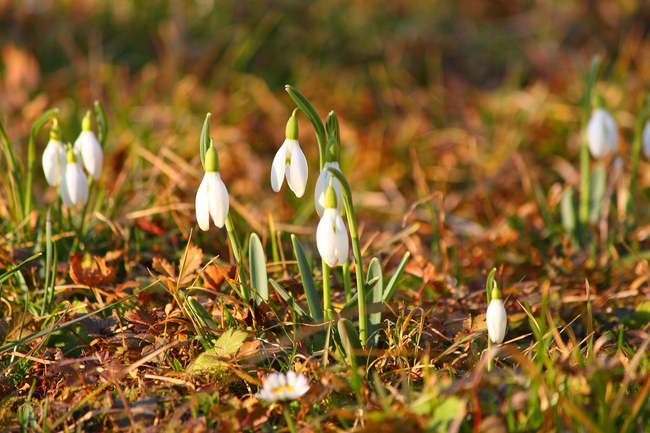 flowers-2525259_1280