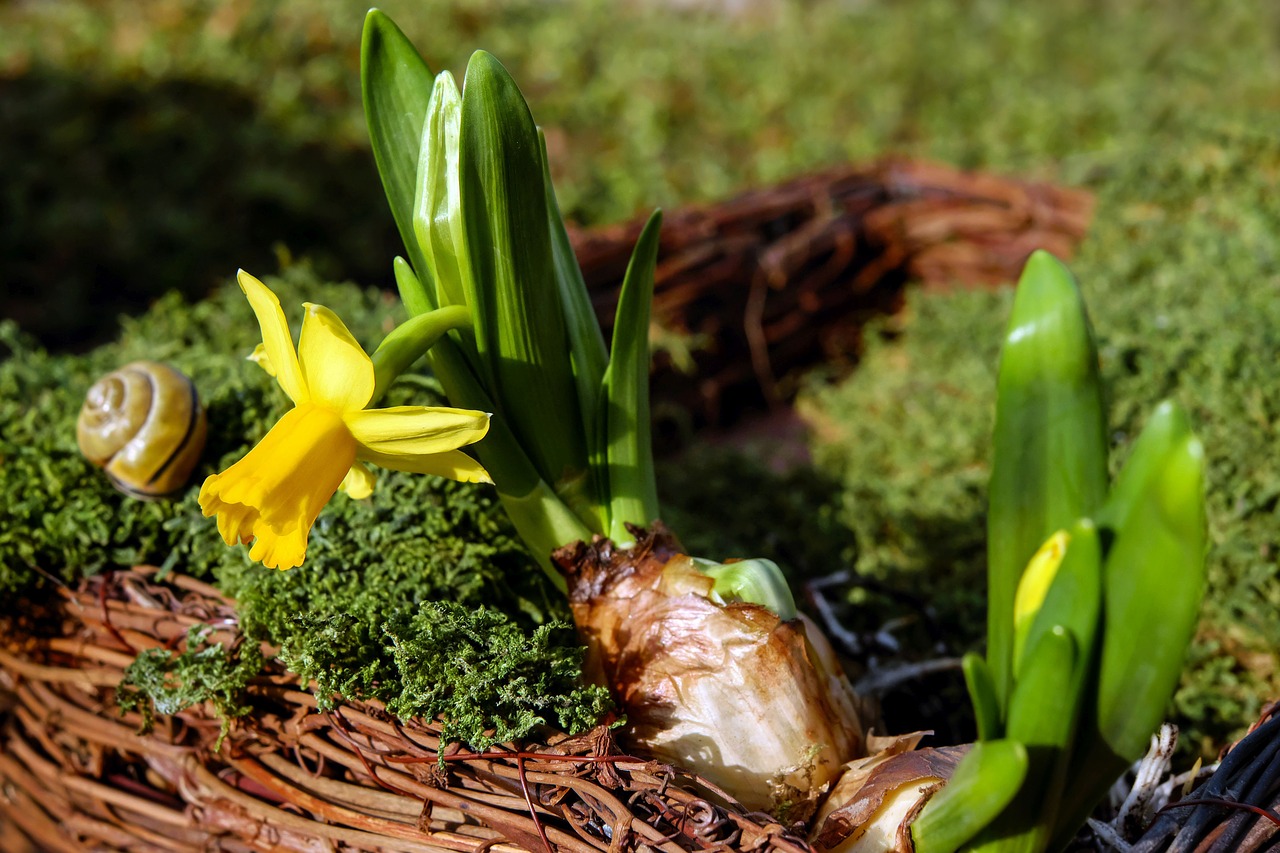 narcissus-2052583_1280