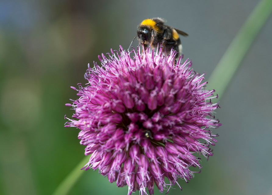 Allium: stralende nectarbommetjes