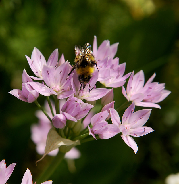 Allium unifolium 