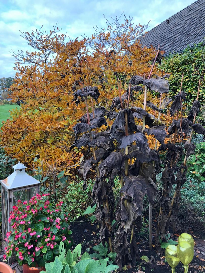 Blog: In de tuin van Jelle: Herfst brengt kleur in je tuin