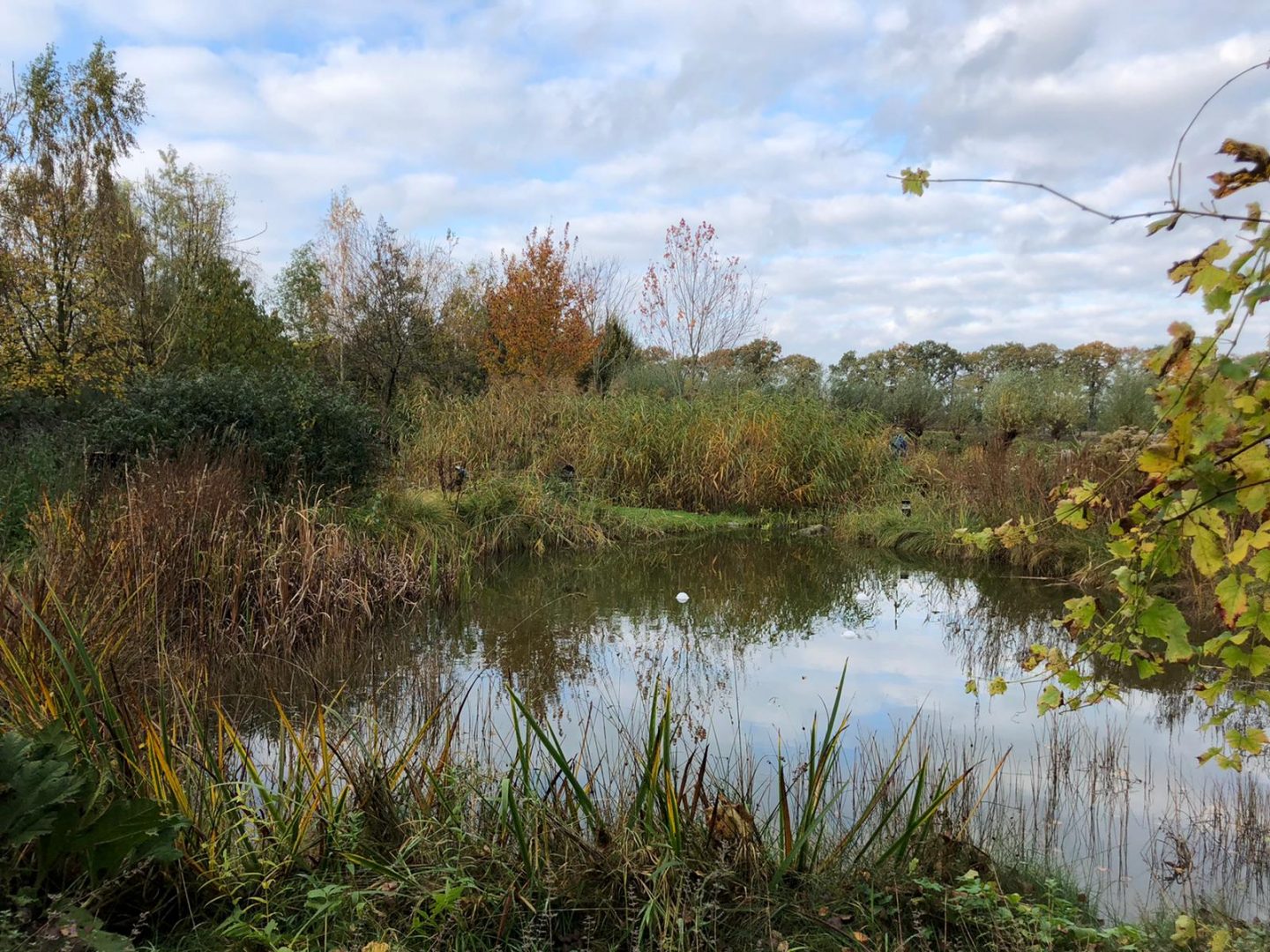 Blog: In de tuin van Jelle: Herfst brengt kleur in je tuin