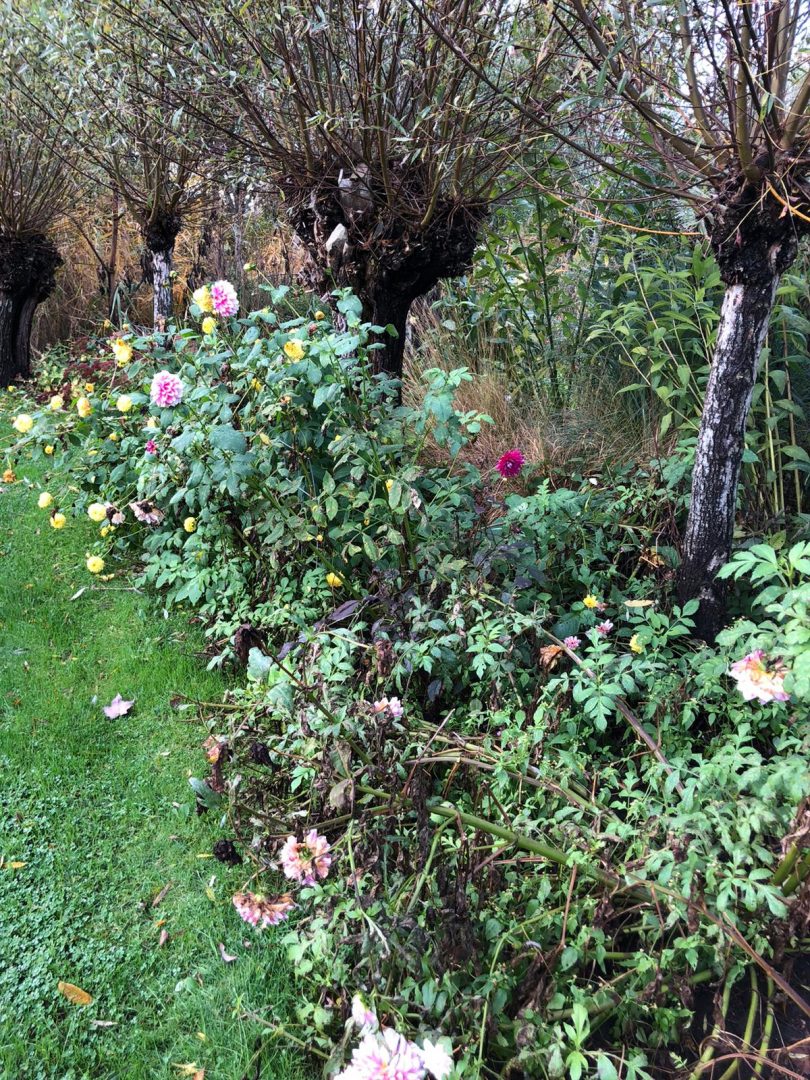 Blog: In de tuin van Jelle: Afscheid nemen van de dahlia’s