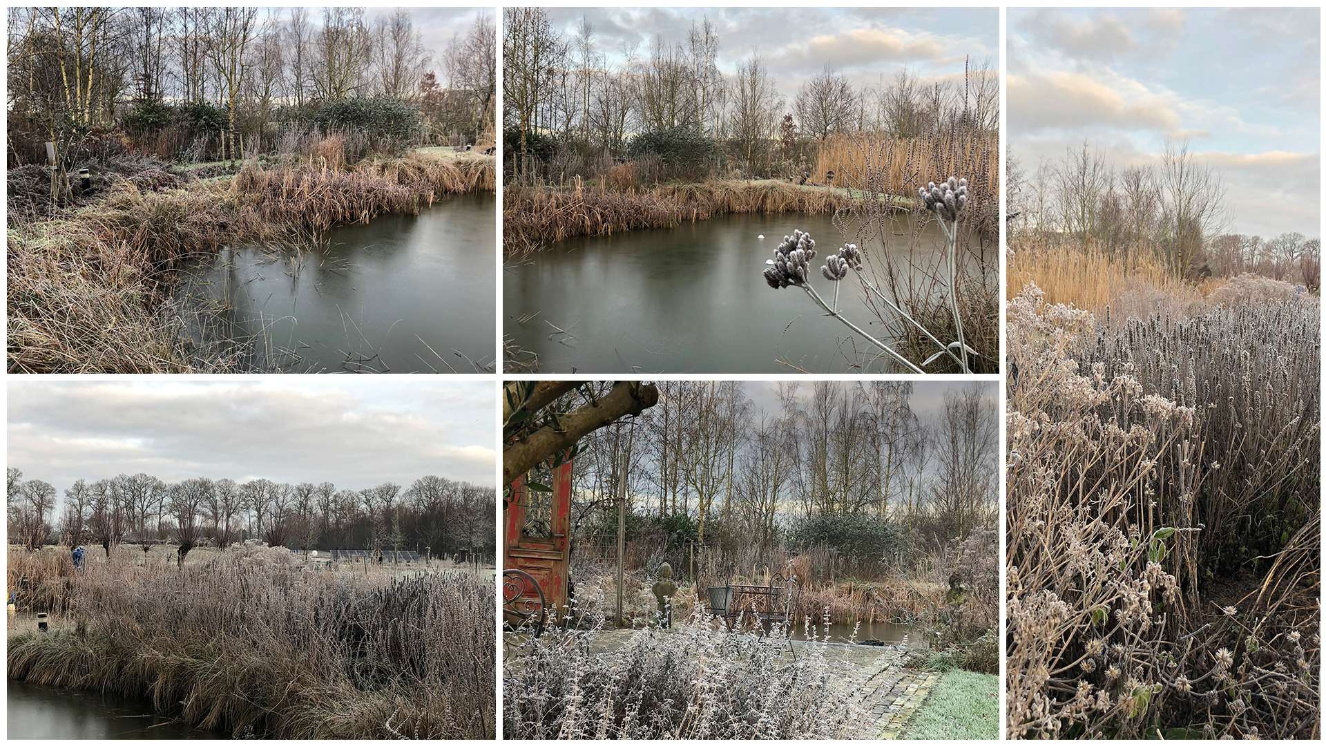Blog: In de tuin van Jelle: Winter Tuin Blog: In de tuin van Jelle: Winter Tuin
