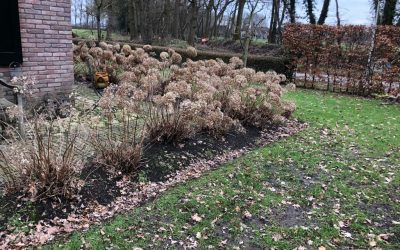 Blog: In de tuin van Jelle: Voorjaar is ook snoeien