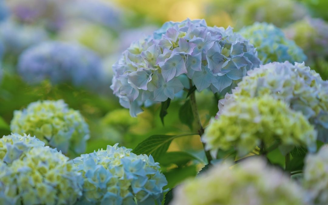 Hortensia’s snoeien