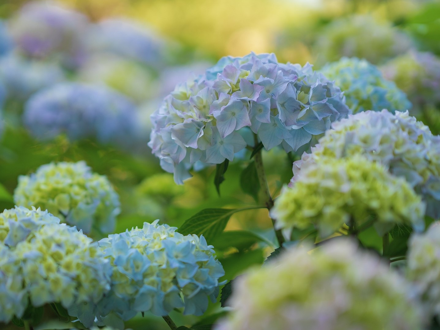 hortensia