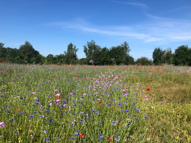 In de Tuin van Jelle 1
