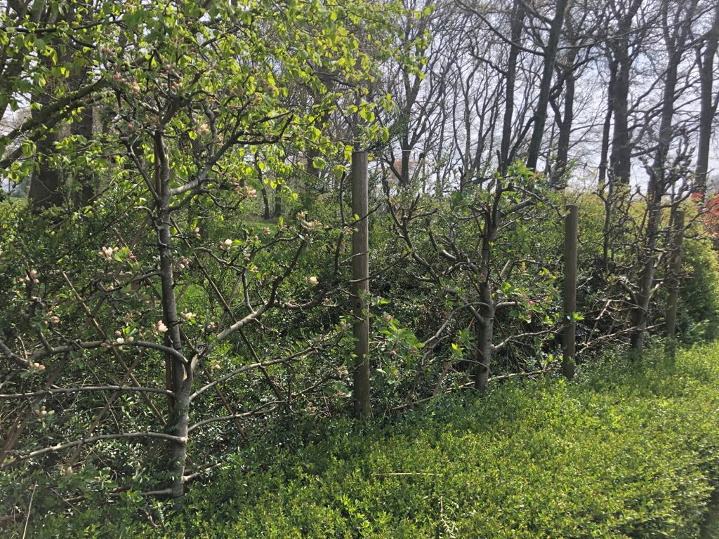 Leibomen
