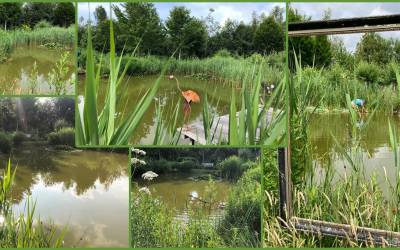 Blog: In de tuin van Jelle: Onderhoud van de vijver