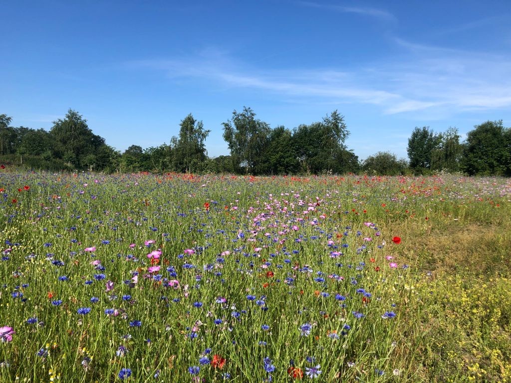 7 Blog: In de tuin van Jelle: Afscheid nemen van de dahlia’s