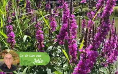 Blog: In de tuin van Jelle: Bijen en Vlinders