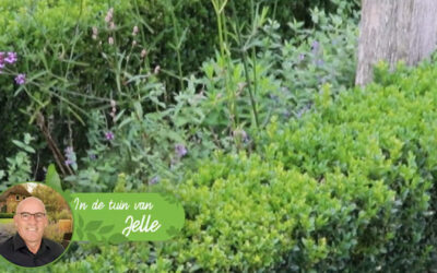 Blog: In de tuin van Jelle: Mot met de Buxus