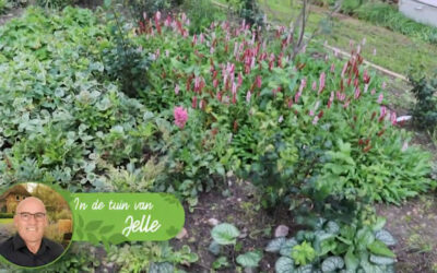 Blog: In de tuin van Jelle: Schoon de winter in